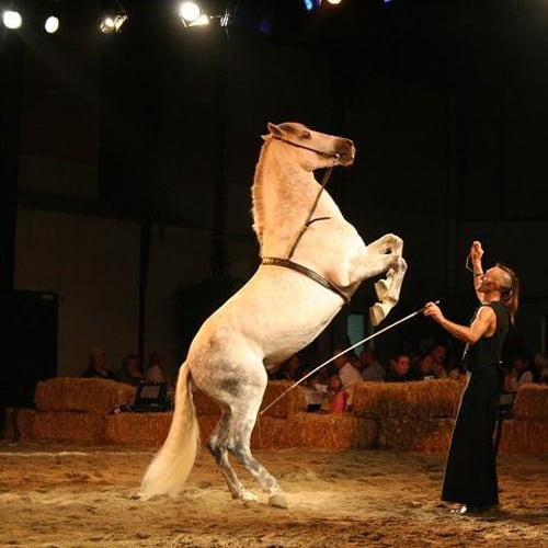 Le Cheval Rouge cirque équestre 1