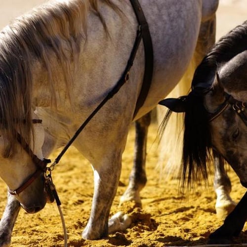 Le Cheval Rouge cirque équestre 4