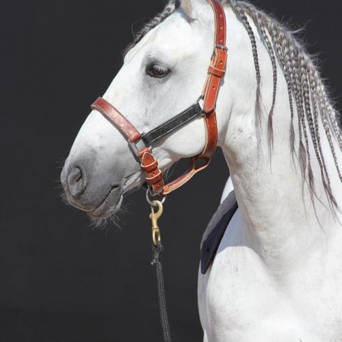 Le Cheval Rouge cirque équestre 9