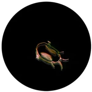 Les insectes