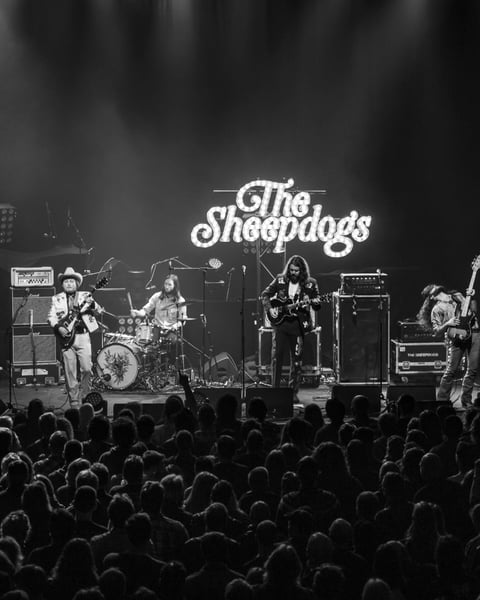 The Sheepdogs