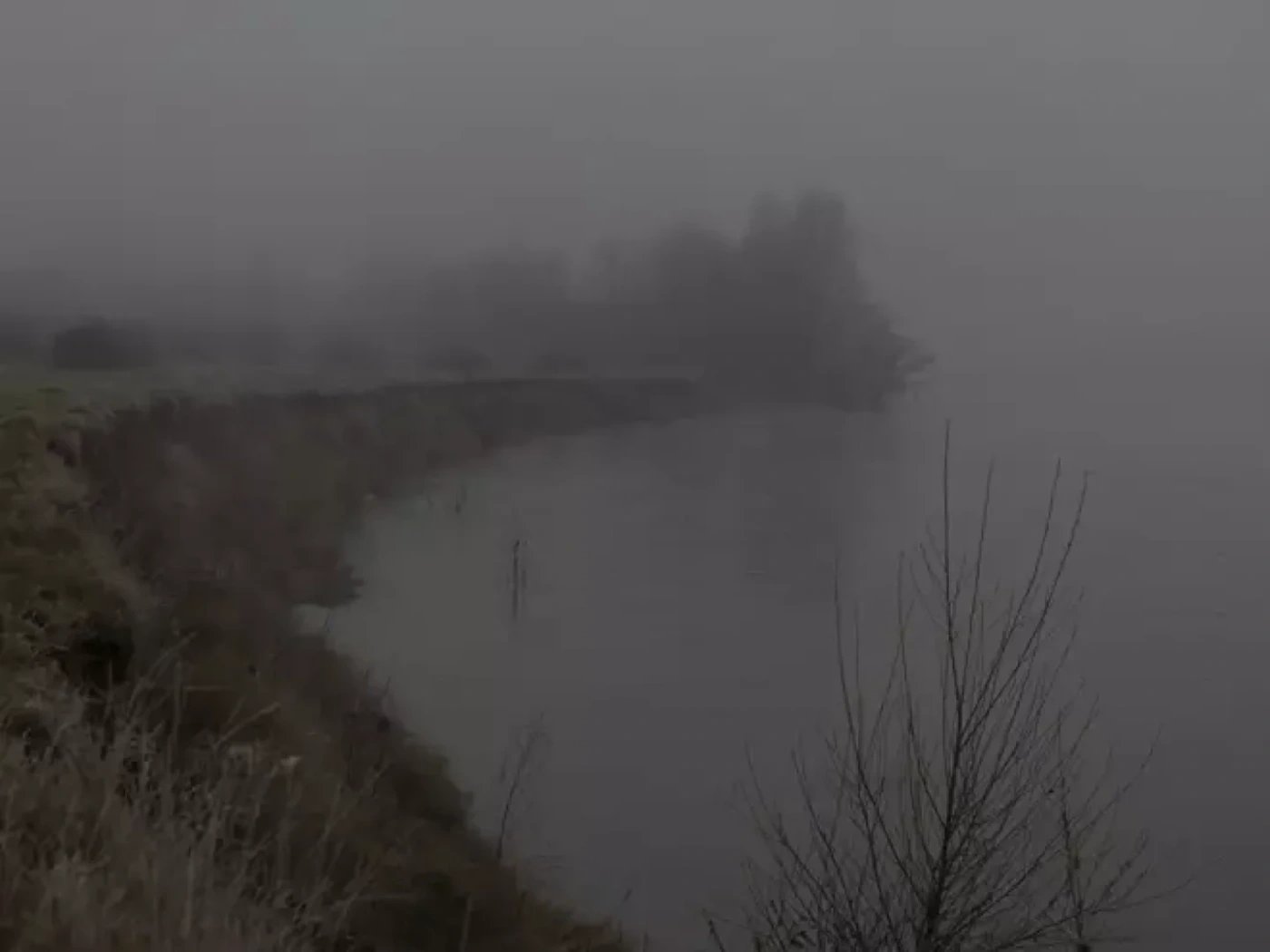 Nebula liger : un fleuve à soi
